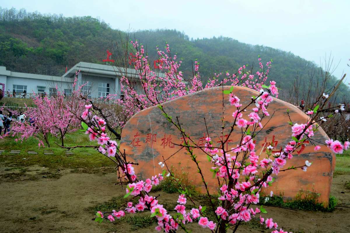 今天是5.1小长假,我们和金海岸旅行社一起去宽甸上河口桃.